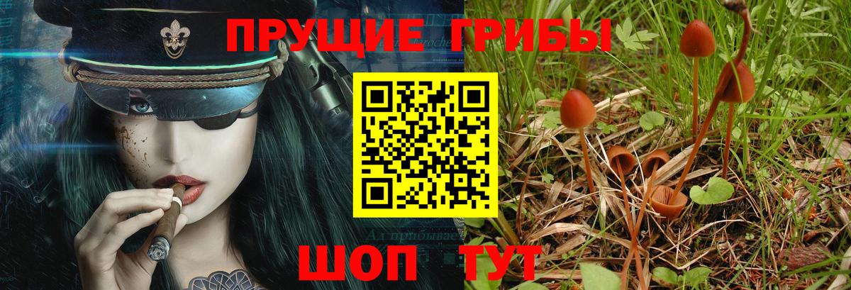 Галлюциногенные грибы Psilocybe Красноуфимск
